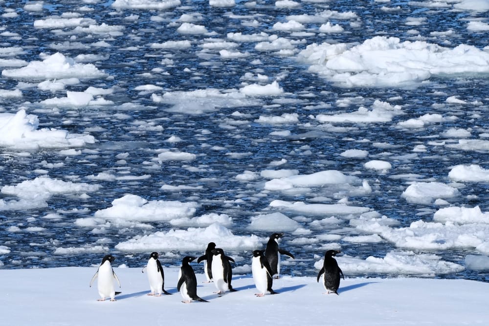 Aquecimento da Antártica antecipa a reprodução dos pinguins e ameaça espécies