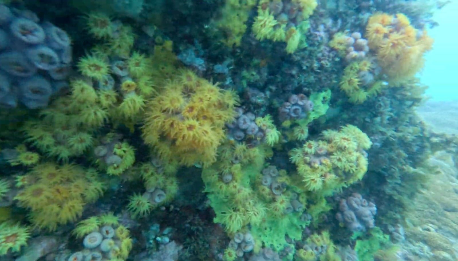 Sun coral: data indicate stagnation in the species' dispersal in Arraial do Cabo